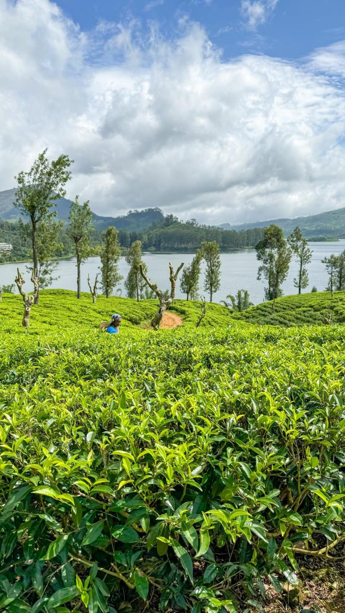 Pekoe Lodge Maskeliya Exteriör bild